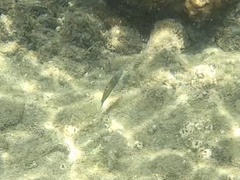 Halichoeres marginatus