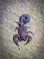 Tityus pachyurus