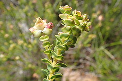 Penaea cneorum cneorum