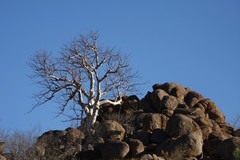 Sterculia quinqueloba
