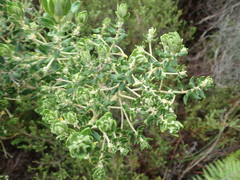 Phylica buxifolia