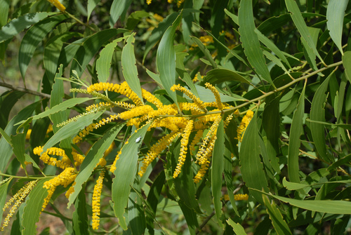 Acacia auriculiformis
