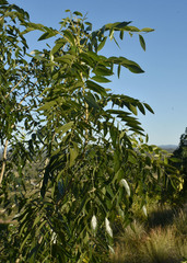 Bolusanthus speciosus