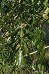 Bolusanthus speciosus