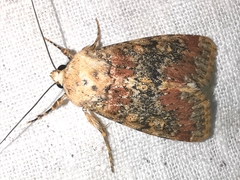 Polymixis argillaceago