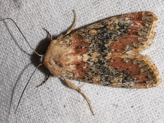 Polymixis argillaceago