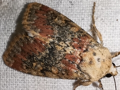 Polymixis argillaceago