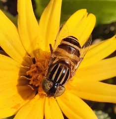 Eristalinus megacephalus