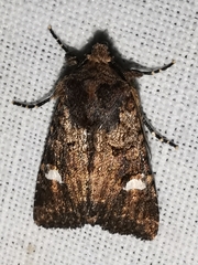Dryobota labecula