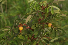 Rosa