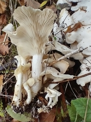 Clitocybe dealbata