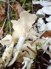 Clitocybe dealbata