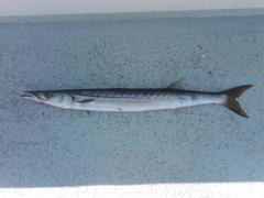 Pacific Barracuda photo 4
