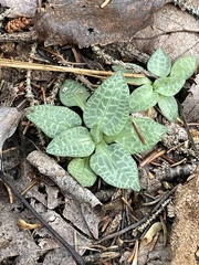 Goodyera tesselata image