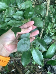 (c) 呂一起(Lyu yi-chi), some rights reserved (CC BY) Syzygium euphlebium, photograph (c) 呂一起(Lyu yi-chi), some rights reserved (CC BY)