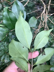 Syzygium euphlebium, photograph (c) 呂一起(Lyu yi-chi), some rights reserved (CC BY)