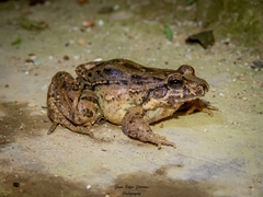 Leptodactylus colombiensis