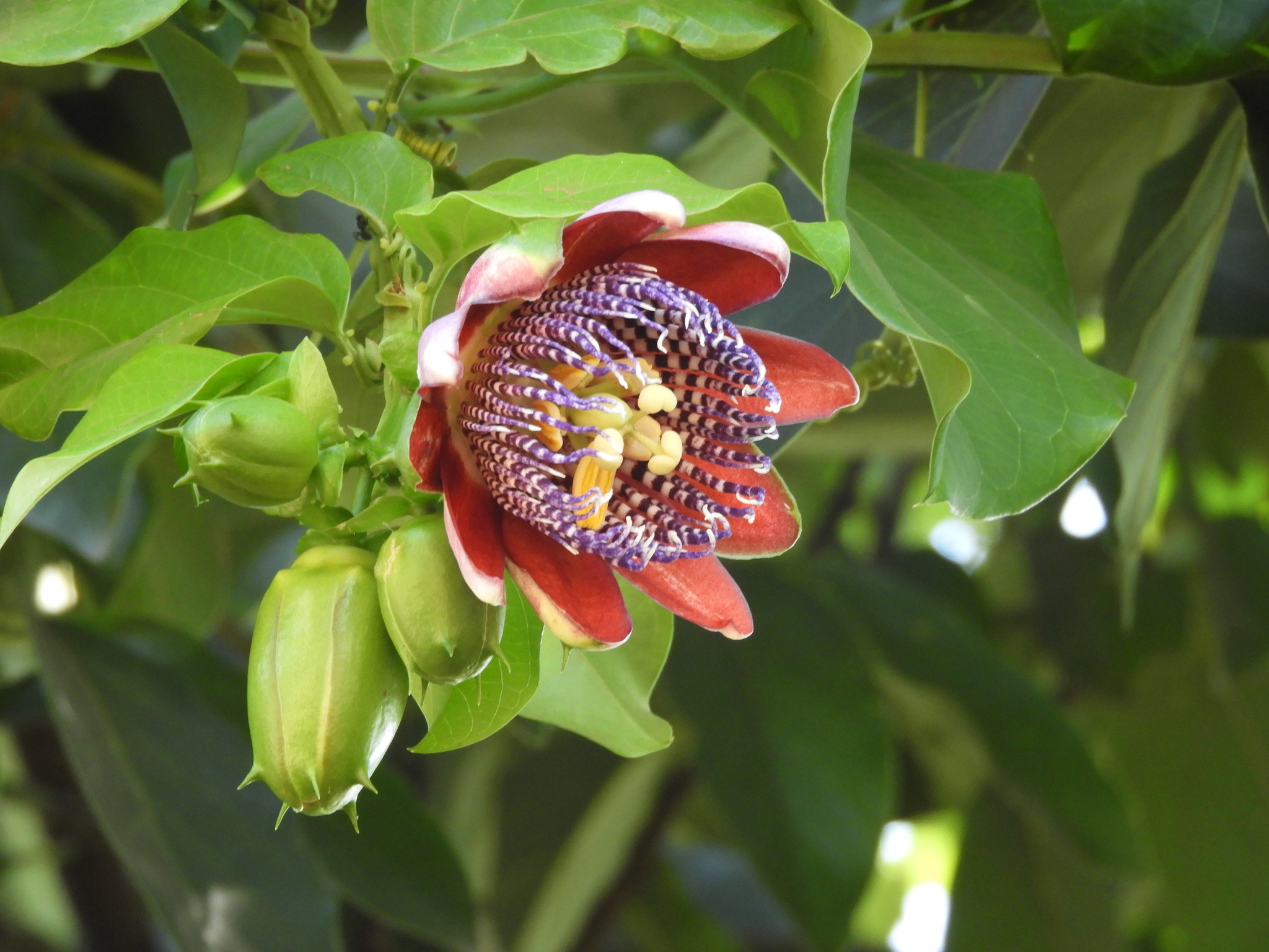 Passiflora alata