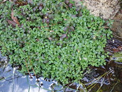 Erythranthe nepalensis