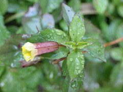 Erythranthe nepalensis