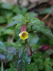 Erythranthe nepalensis