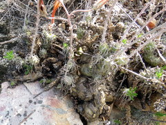 Tylecodon grandiflorus