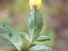 Erythranthe nepalensis