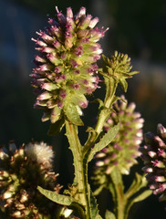 Pterocaulon serrulatum