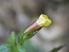 Erythranthe nepalensis
