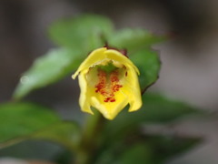 Erythranthe nepalensis