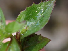 Erythranthe nepalensis
