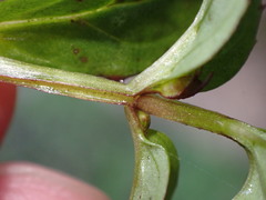 Erythranthe nepalensis