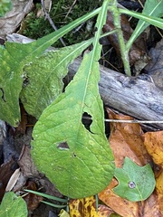 Coleosporium elephantopodis