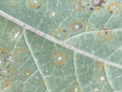 Coleosporium elephantopodis