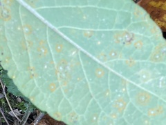 Coleosporium elephantopodis