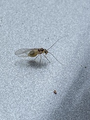 Stenopsocus