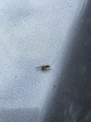 Stenopsocus