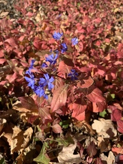 Ceratostigma plumbaginoides