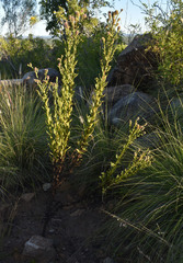 Pterocaulon serrulatum
