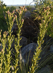 Pterocaulon serrulatum
