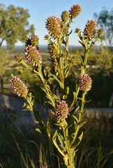 Pterocaulon serrulatum
