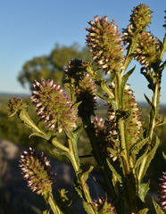 Pterocaulon serrulatum