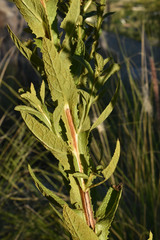 Pterocaulon serrulatum