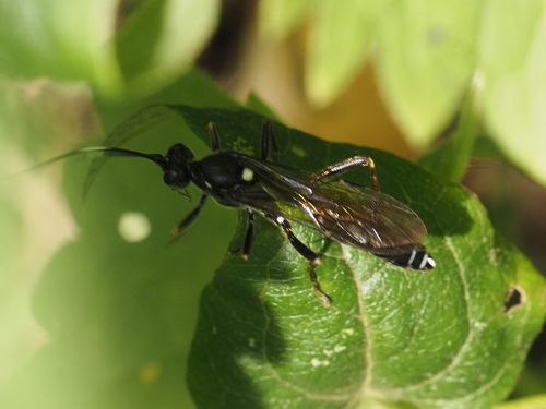 Goedartia alboguttata