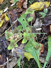 Coleosporium elephantopodis