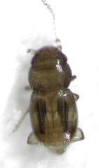 Ptinella acaciae