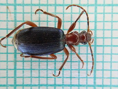 Brachinus crepitans