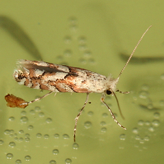 Phyllonorycter apparella