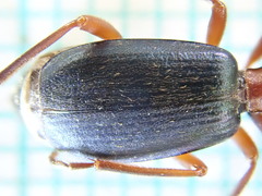 Brachinus crepitans