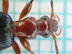 Brachinus crepitans